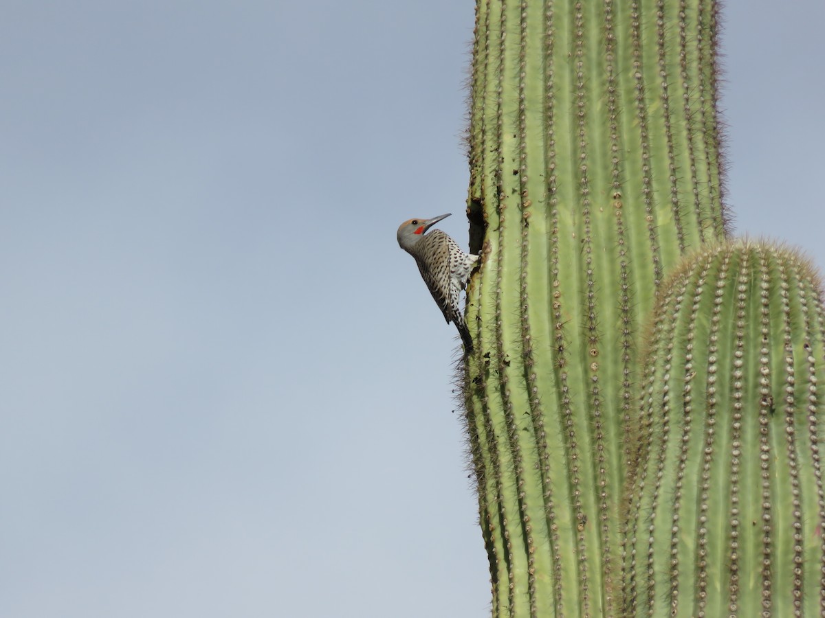 Gilded Flicker - ML131523921