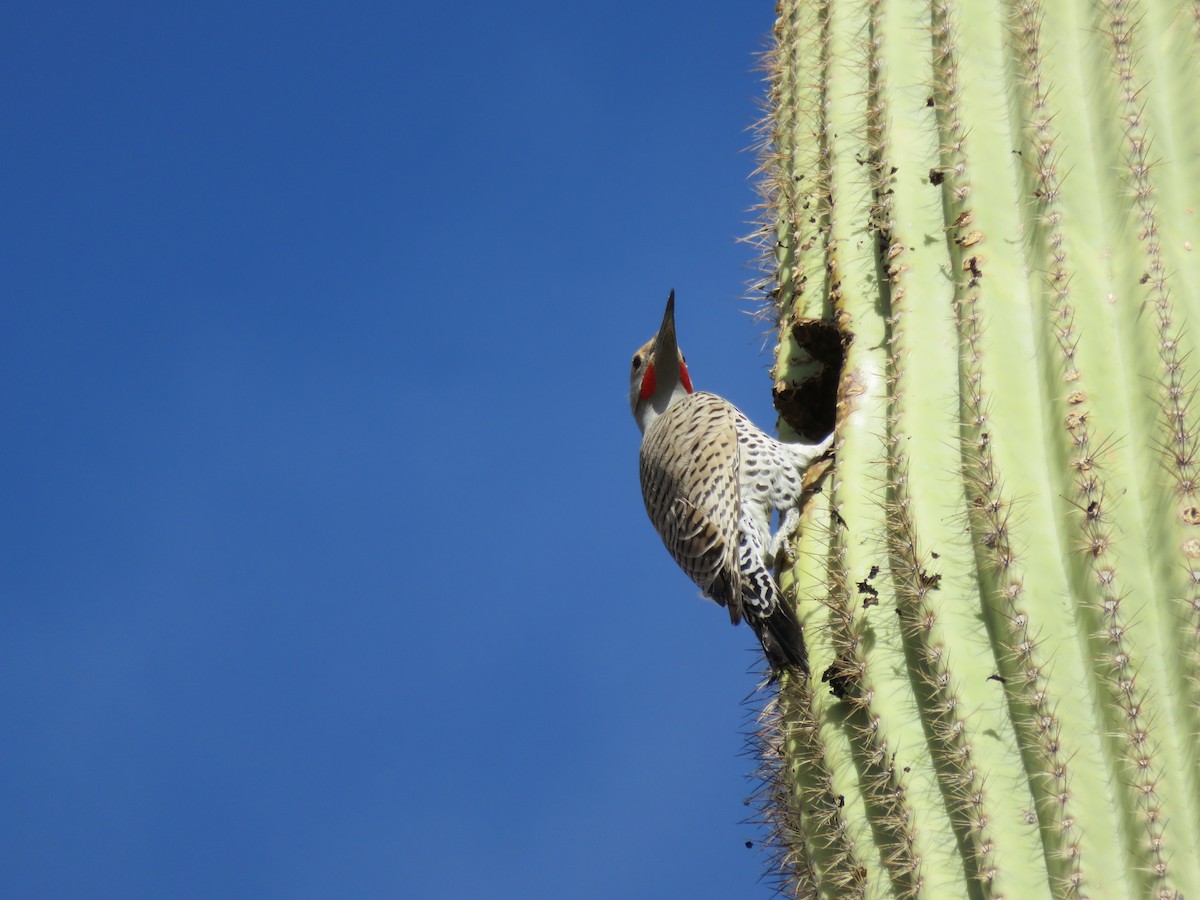 Gilded Flicker - ML131523941