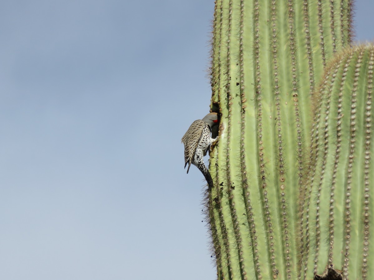 Gilded Flicker - ML131523951