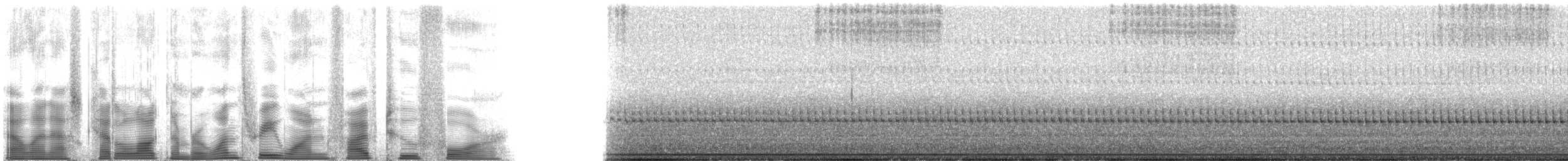 Four-spotted Tree Cricket - ML131524