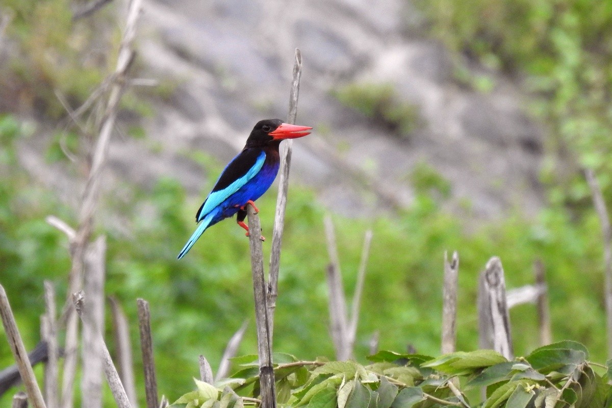 Javan Kingfisher - Wibowo Djatmiko