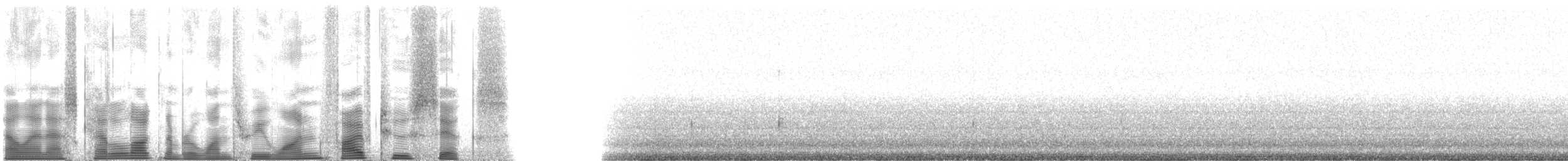 Gray Shieldback - ML131526