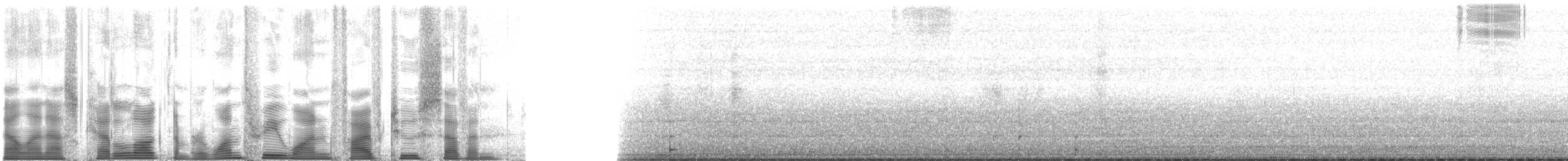 Gray Shieldback - ML131527