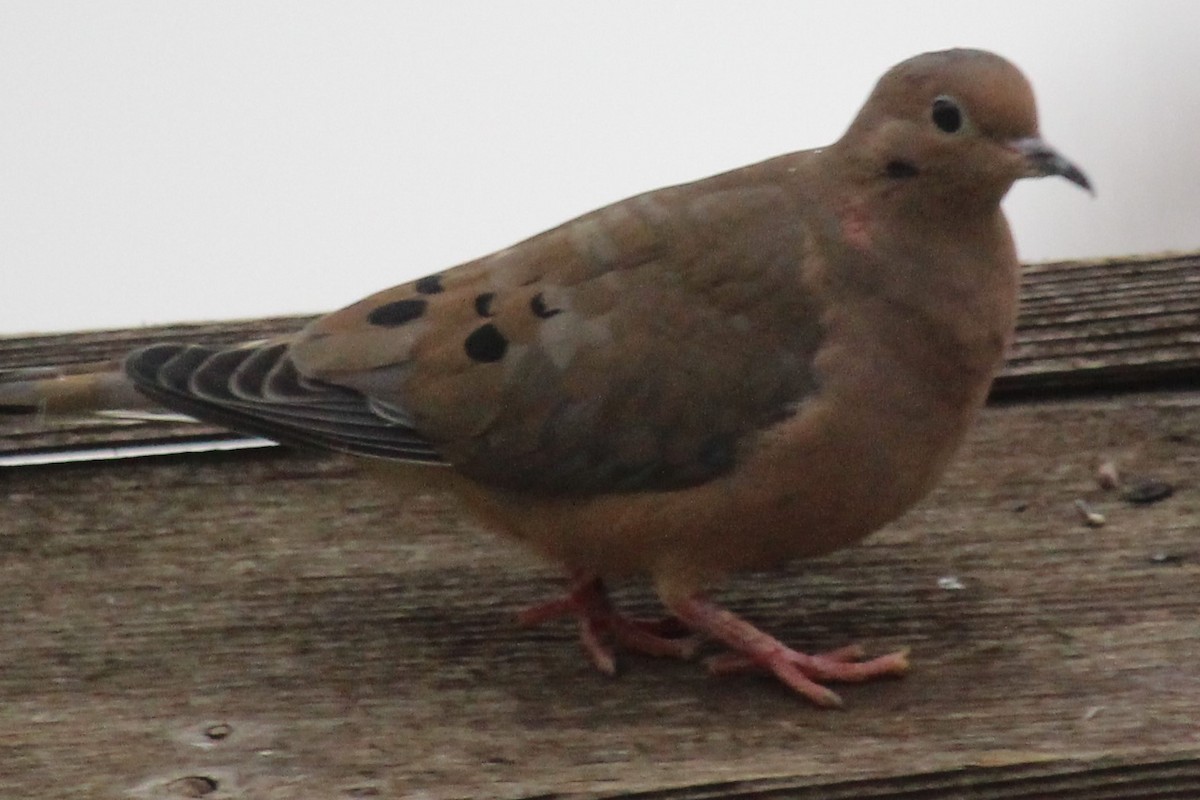Mourning Dove - Jerry FlyBird