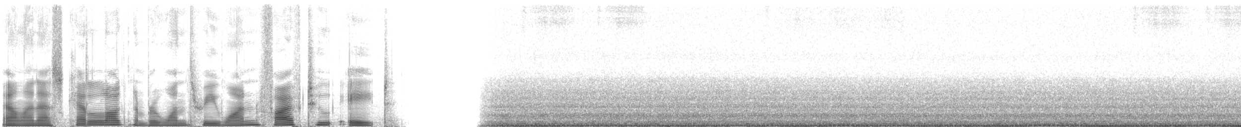 Gray Shieldback - ML131528