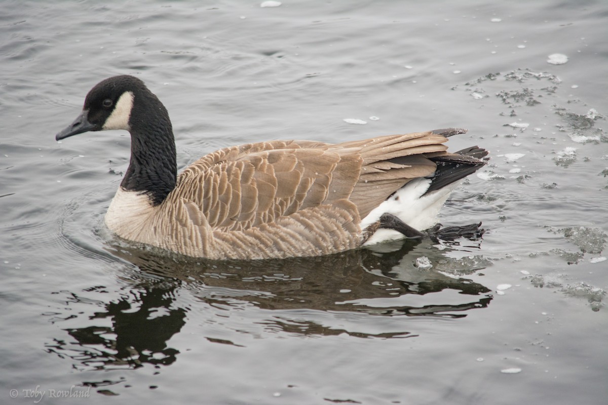 Canada Goose - Toby Rowland