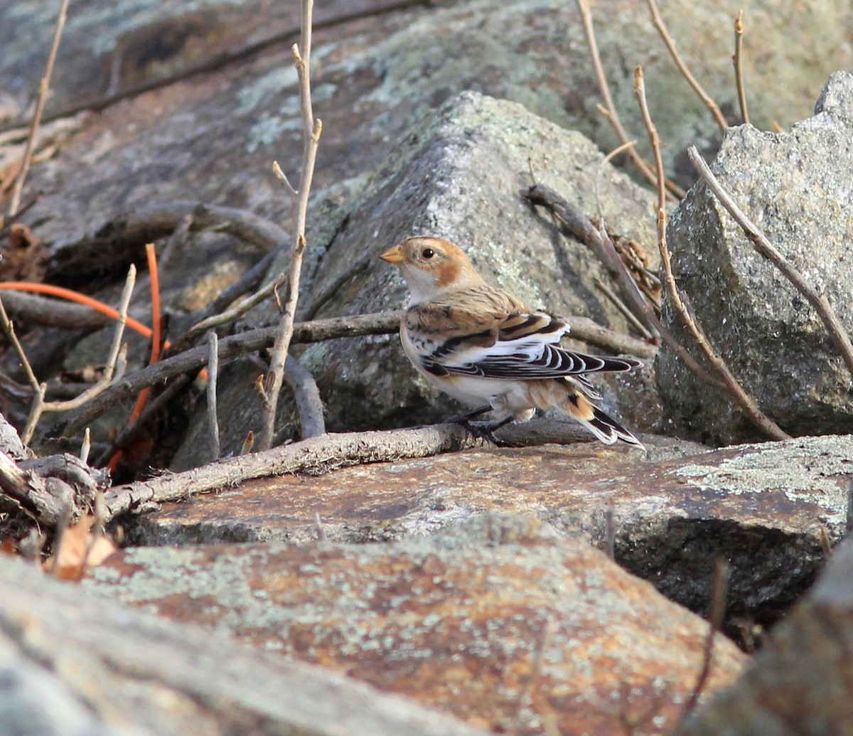 Snow Bunting - Bette Robo