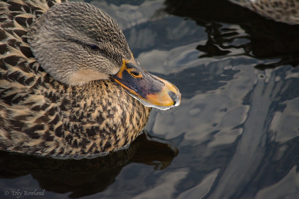 Canard colvert - ML131529801