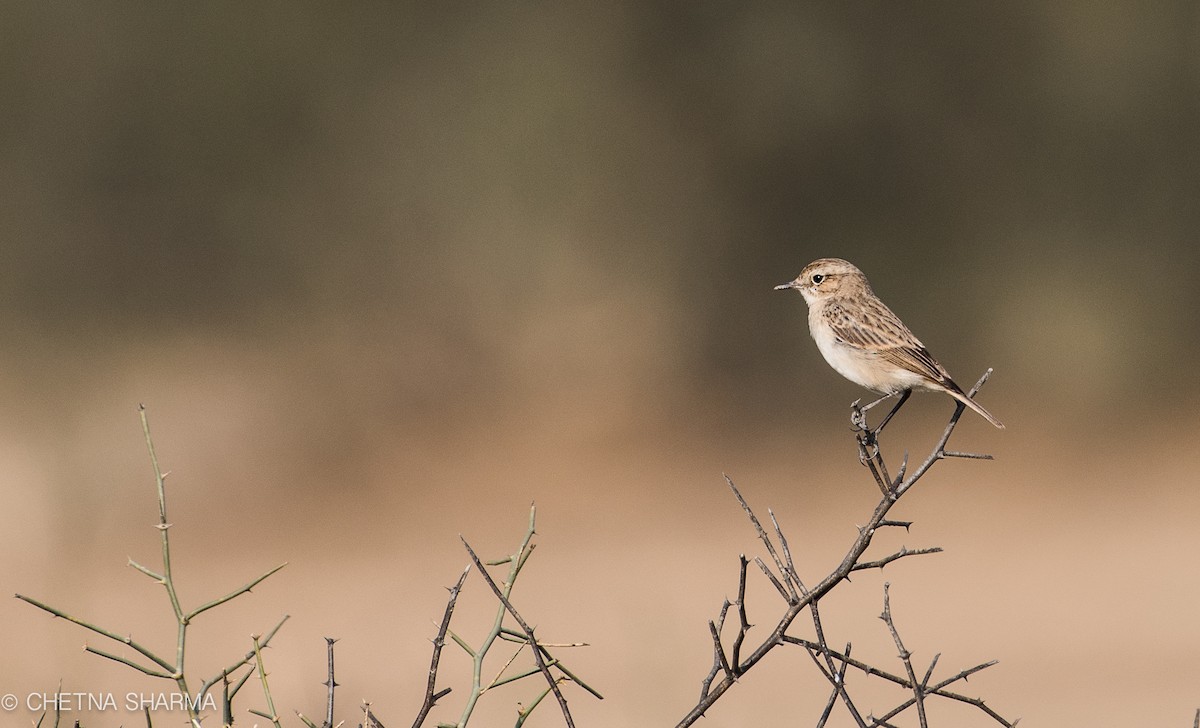 White-browed Bushchat - ML131529821