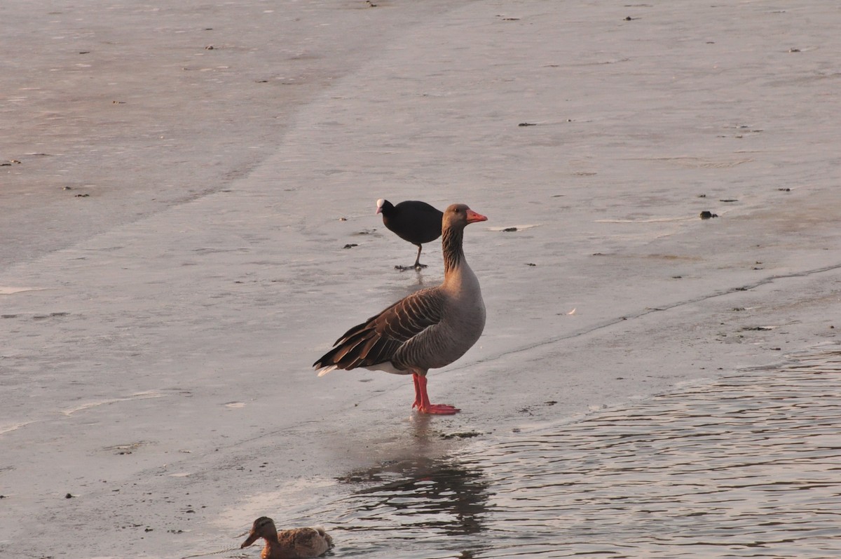 Graylag Goose - ML131530051