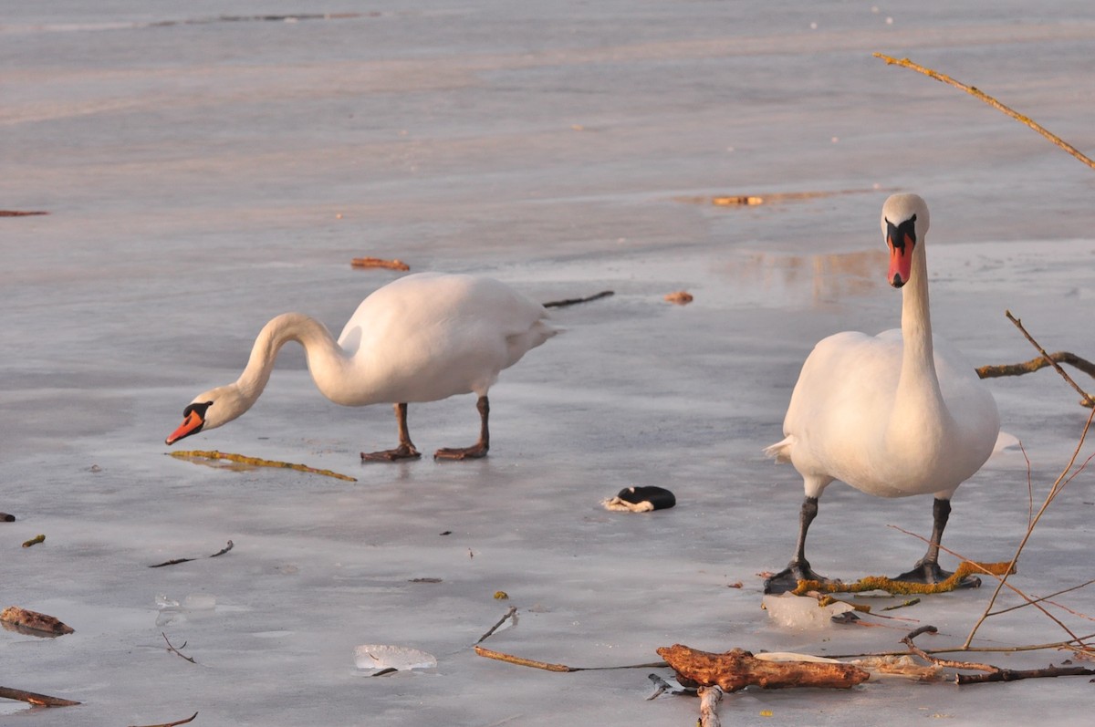 Mute Swan - ML131530581