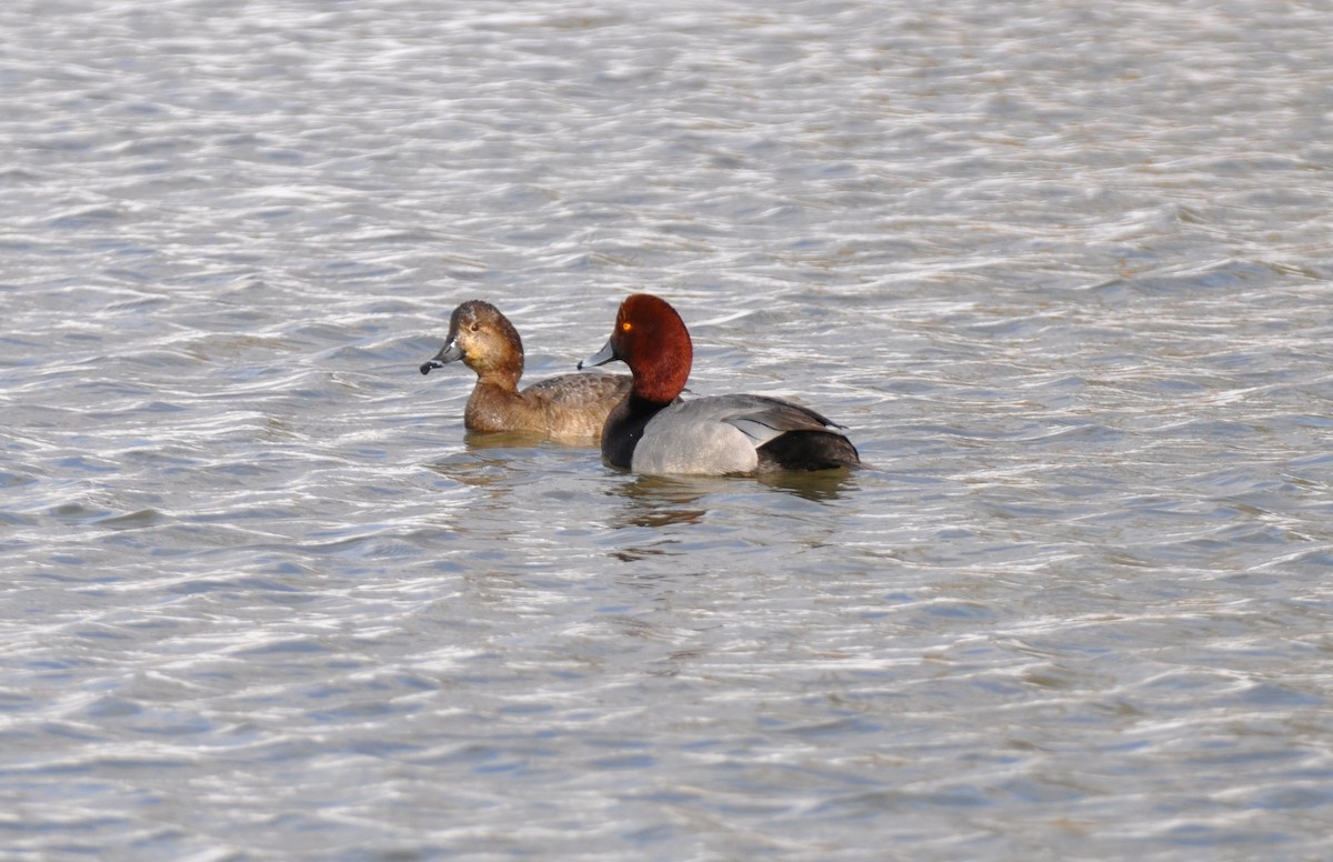 Redhead - David Lusk