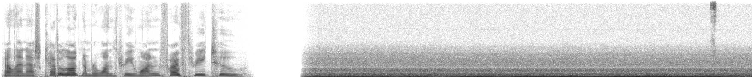 Gray Shieldback - ML131532