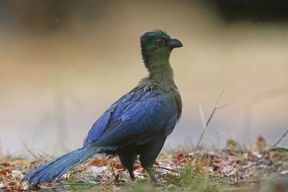 Purple-crested Turaco - ML131532041