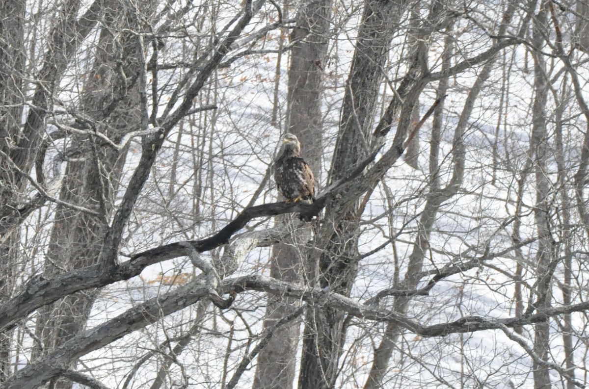 Weißkopf-Seeadler - ML131532151