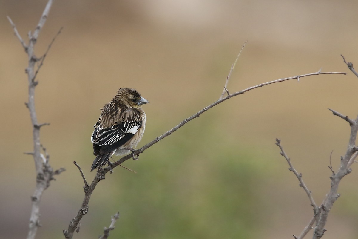 White-winged Widowbird - Volker Hesse