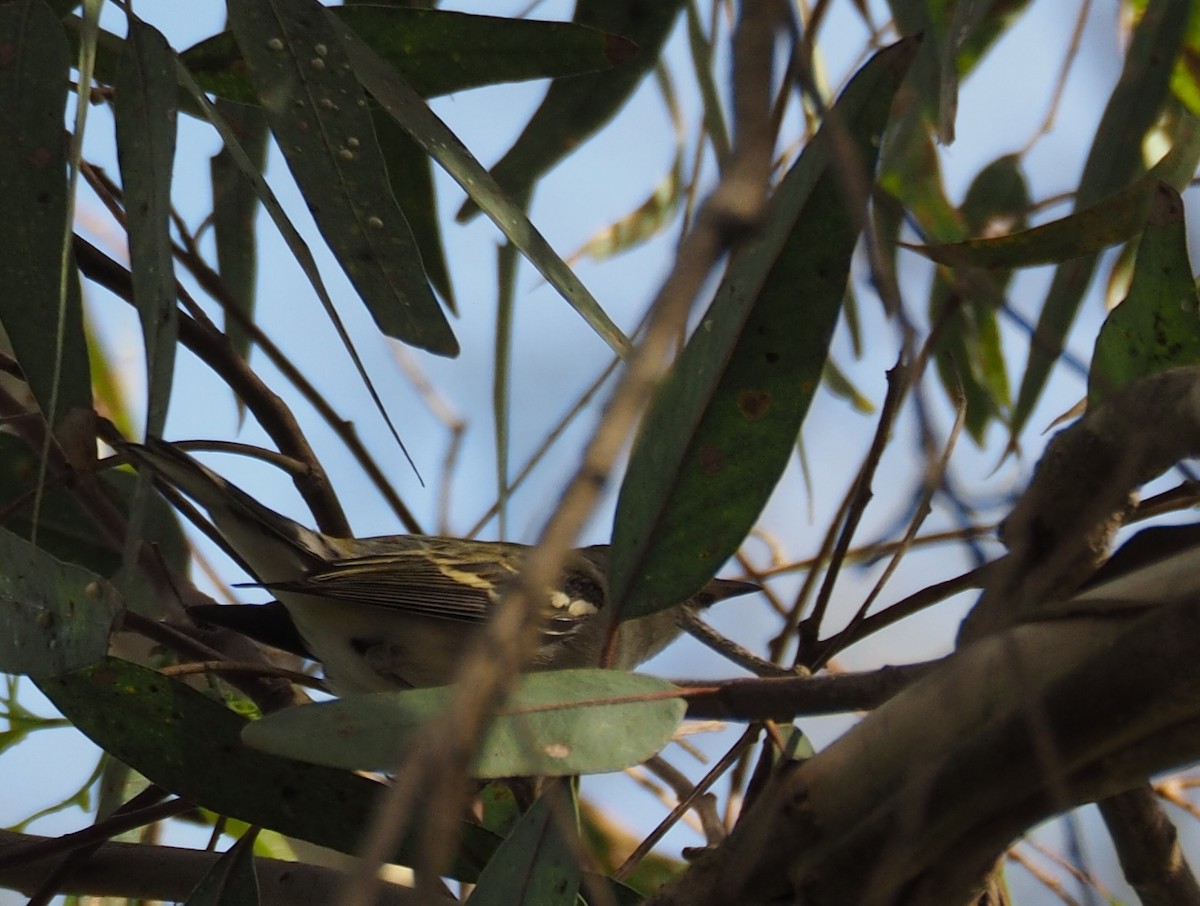 Chestnut-sided Warbler - ML131532421