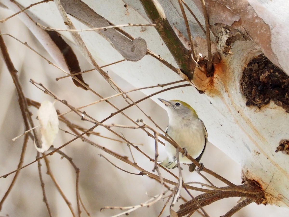 Chestnut-sided Warbler - ML131532451