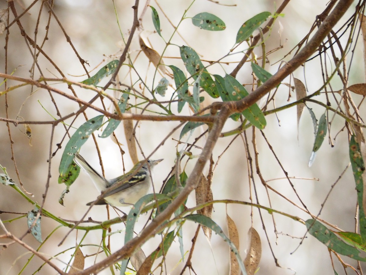 Chestnut-sided Warbler - ML131532471