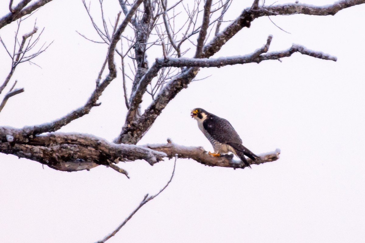 Peregrine Falcon - ML131532861