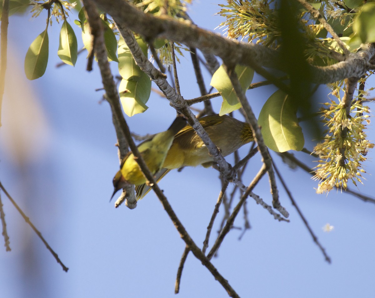 sunbird sp. - Dan Roth