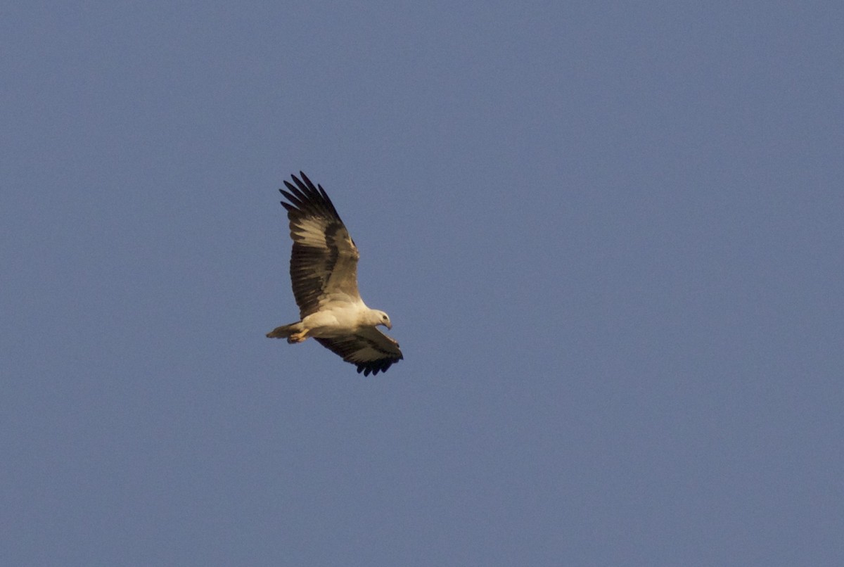 White-bellied Sea-Eagle - ML131534021