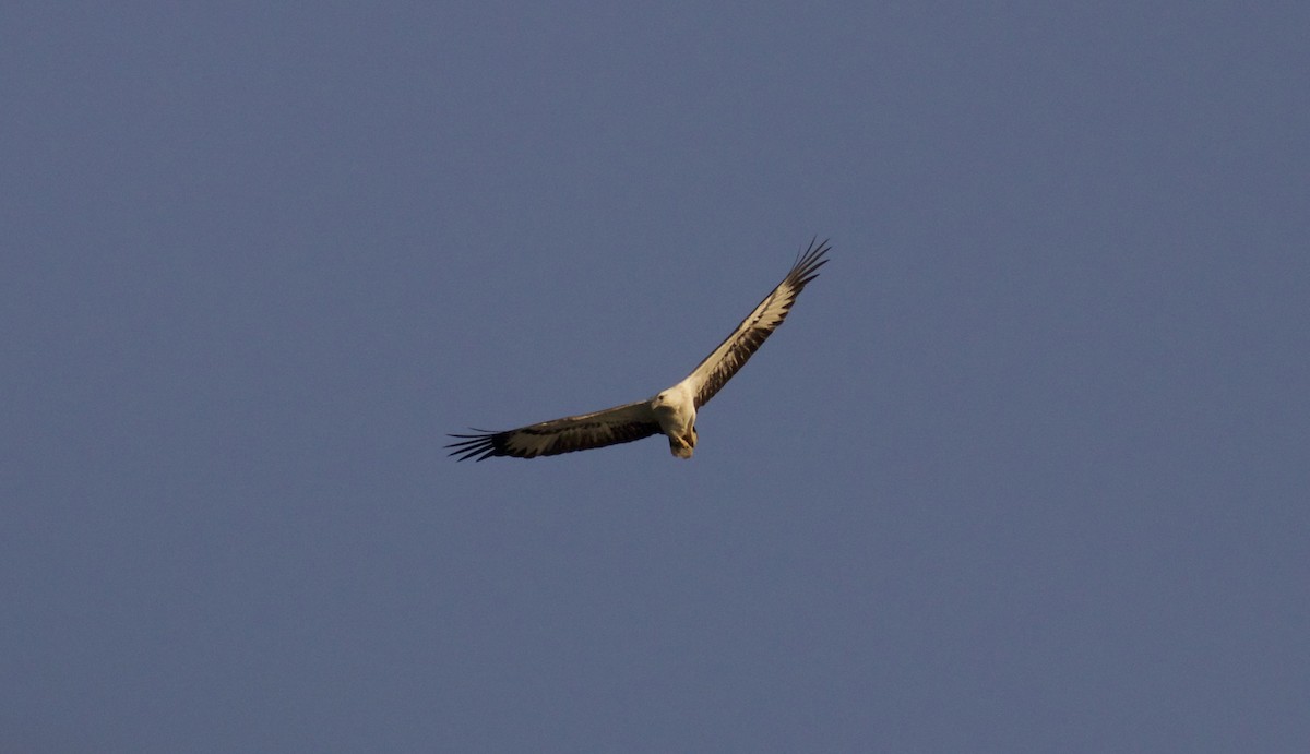 White-bellied Sea-Eagle - ML131534051