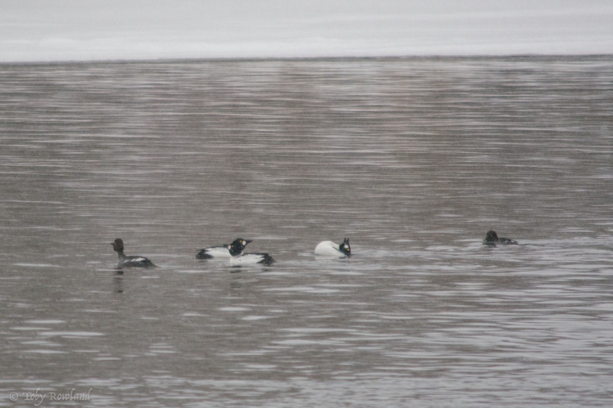 Common Goldeneye - ML131534651