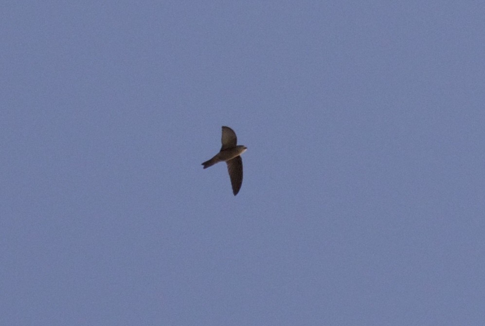 swiftlet sp. - ML131535651