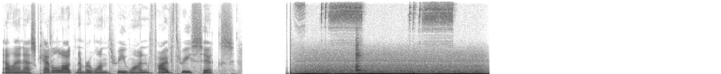 Handsome Meadow Katydid - ML131536