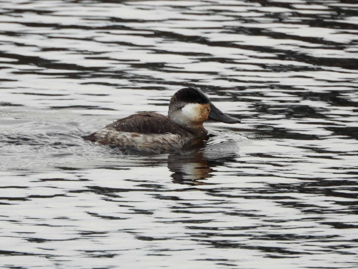 Ruddy Duck - bob butler