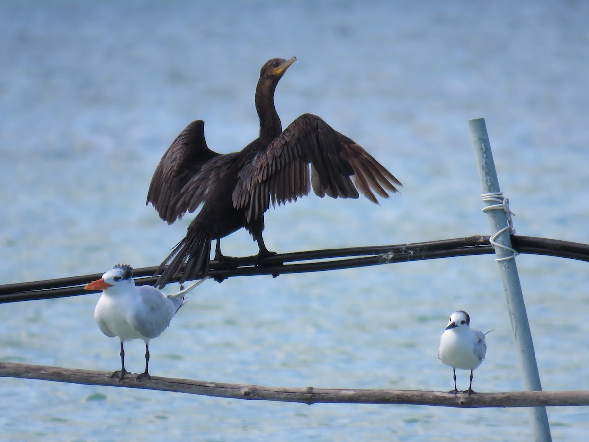 Cormorán Biguá - ML131537041