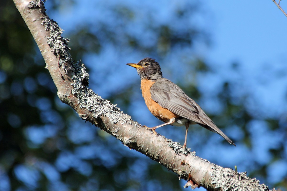 American Robin - ML131538901