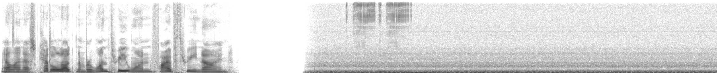 Gray Shieldback - ML131539