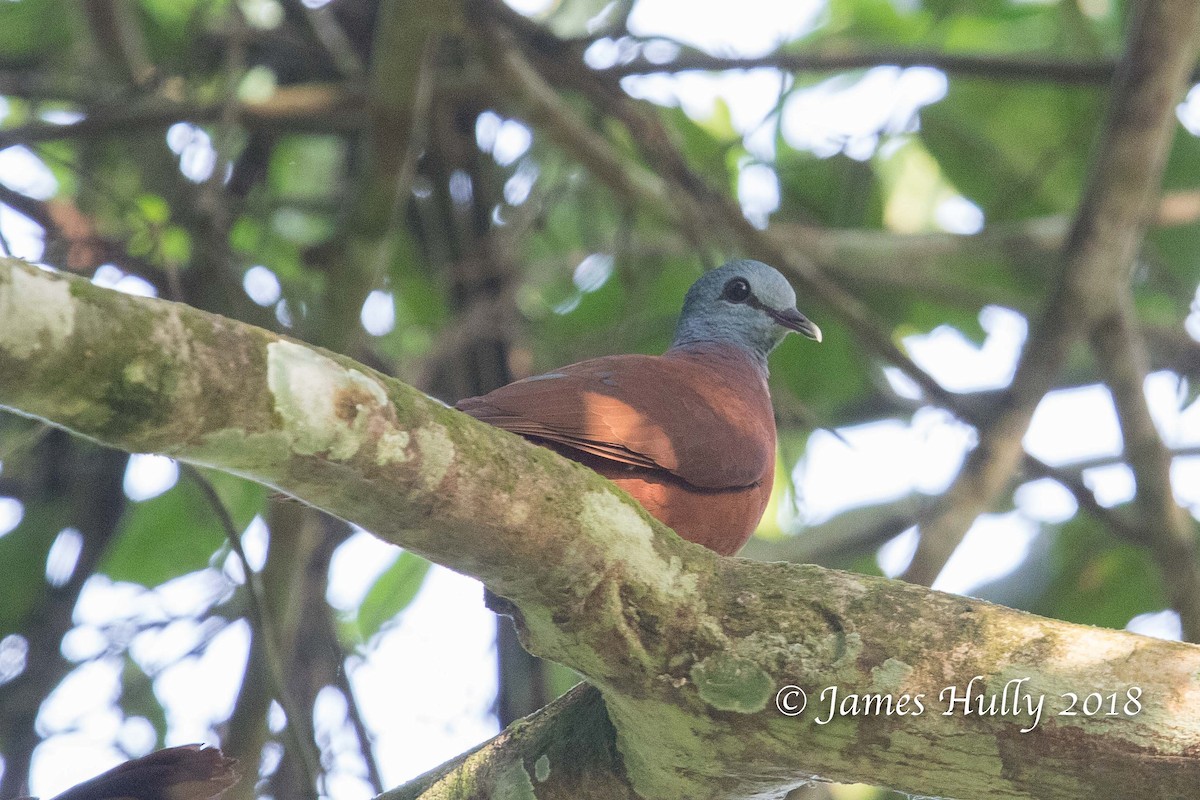 Blue-headed Wood-Dove - ML131541141