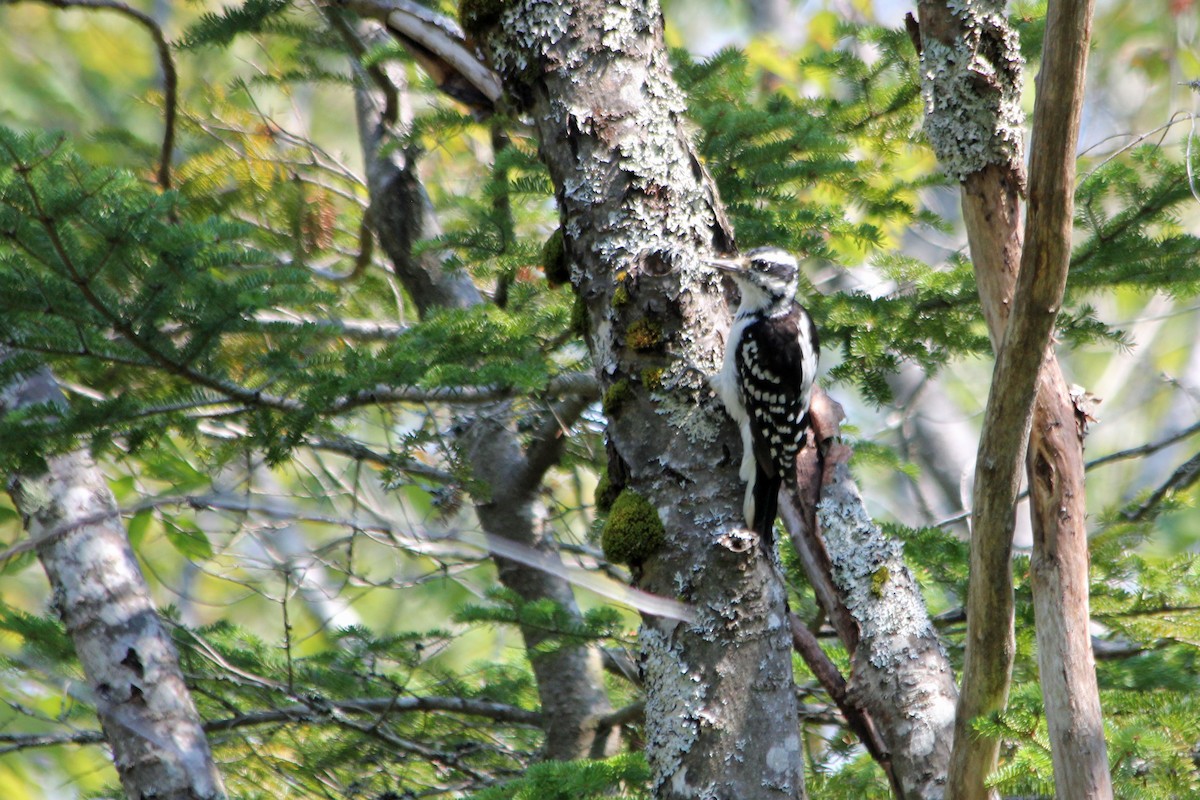 Hairy Woodpecker - ML131541491