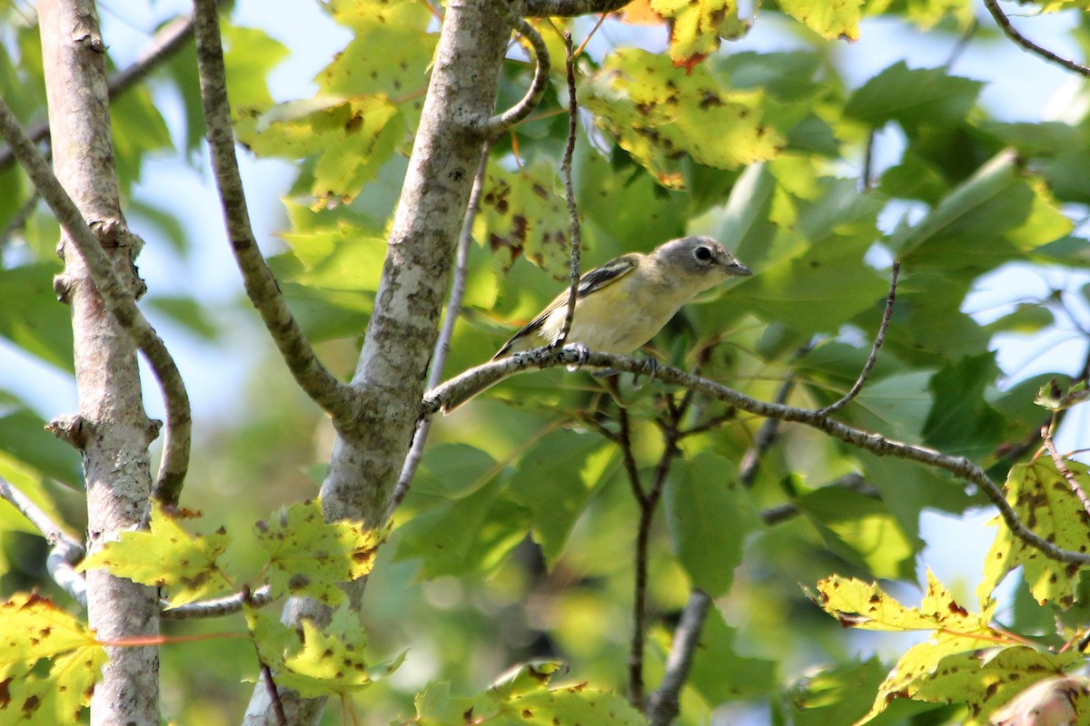 Blue-headed Vireo - ML131541531