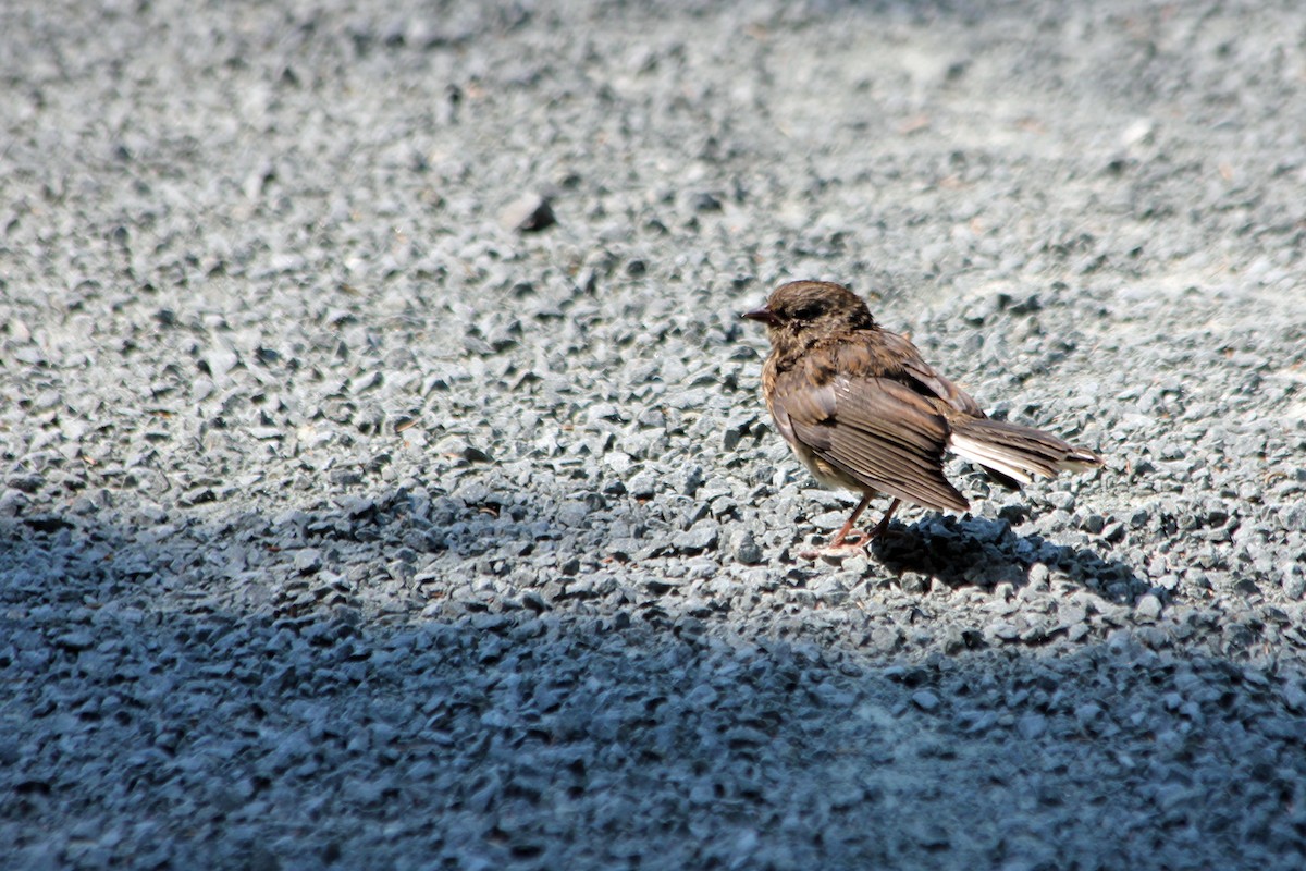 Dark-eyed Junco - ML131541571