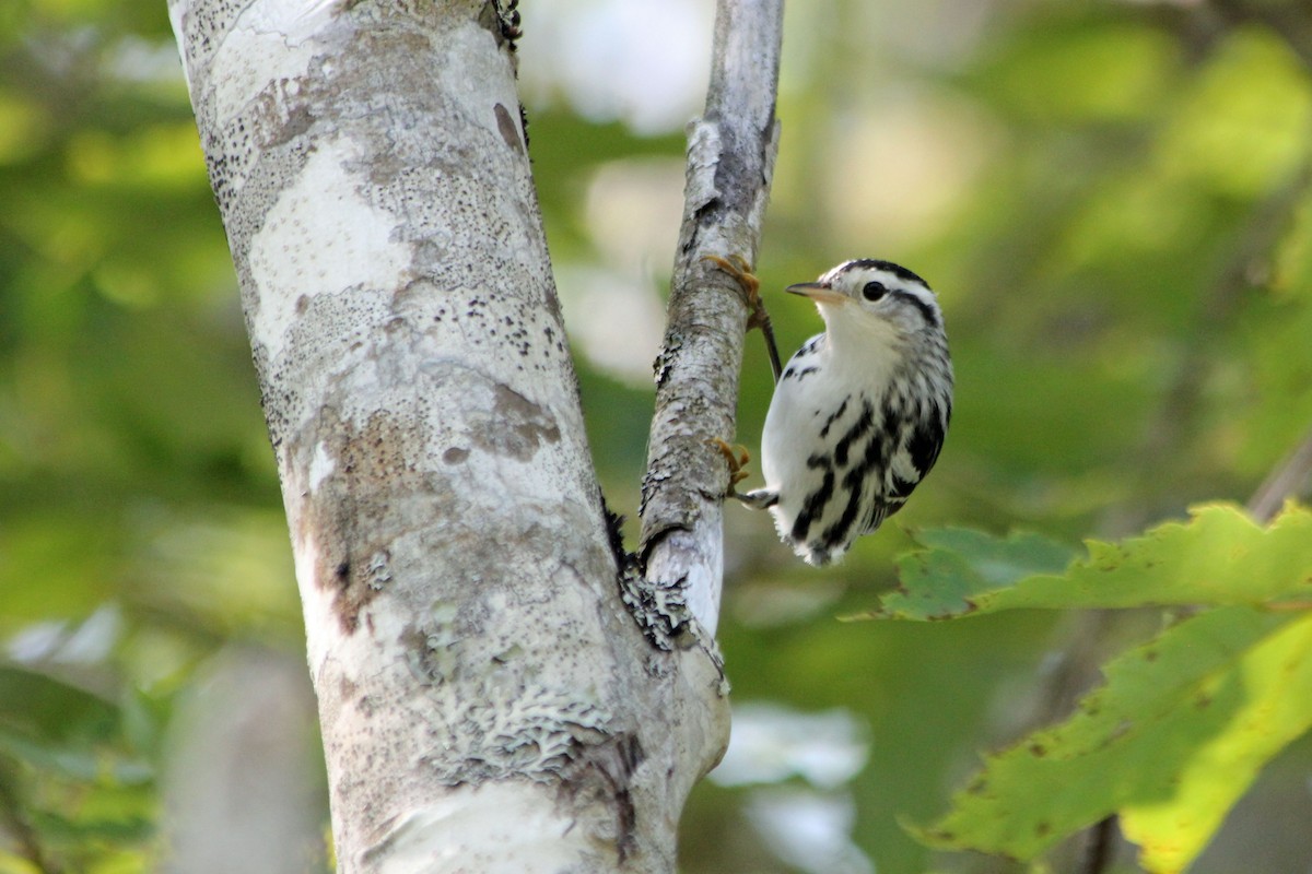 Black-and-white Warbler - ML131541601