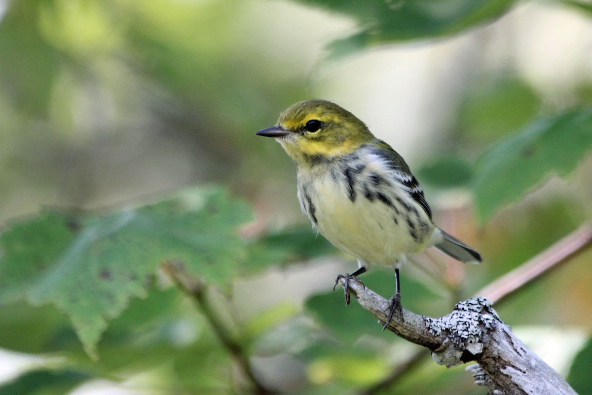 Black-throated Green Warbler - ML131541671