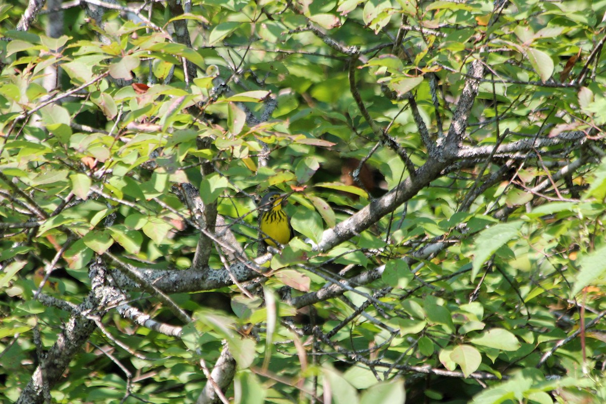 Canada Warbler - ML131541741