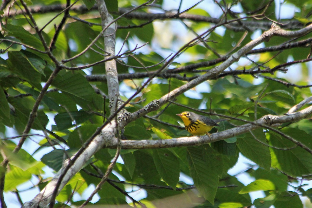 Canada Warbler - ML131541751