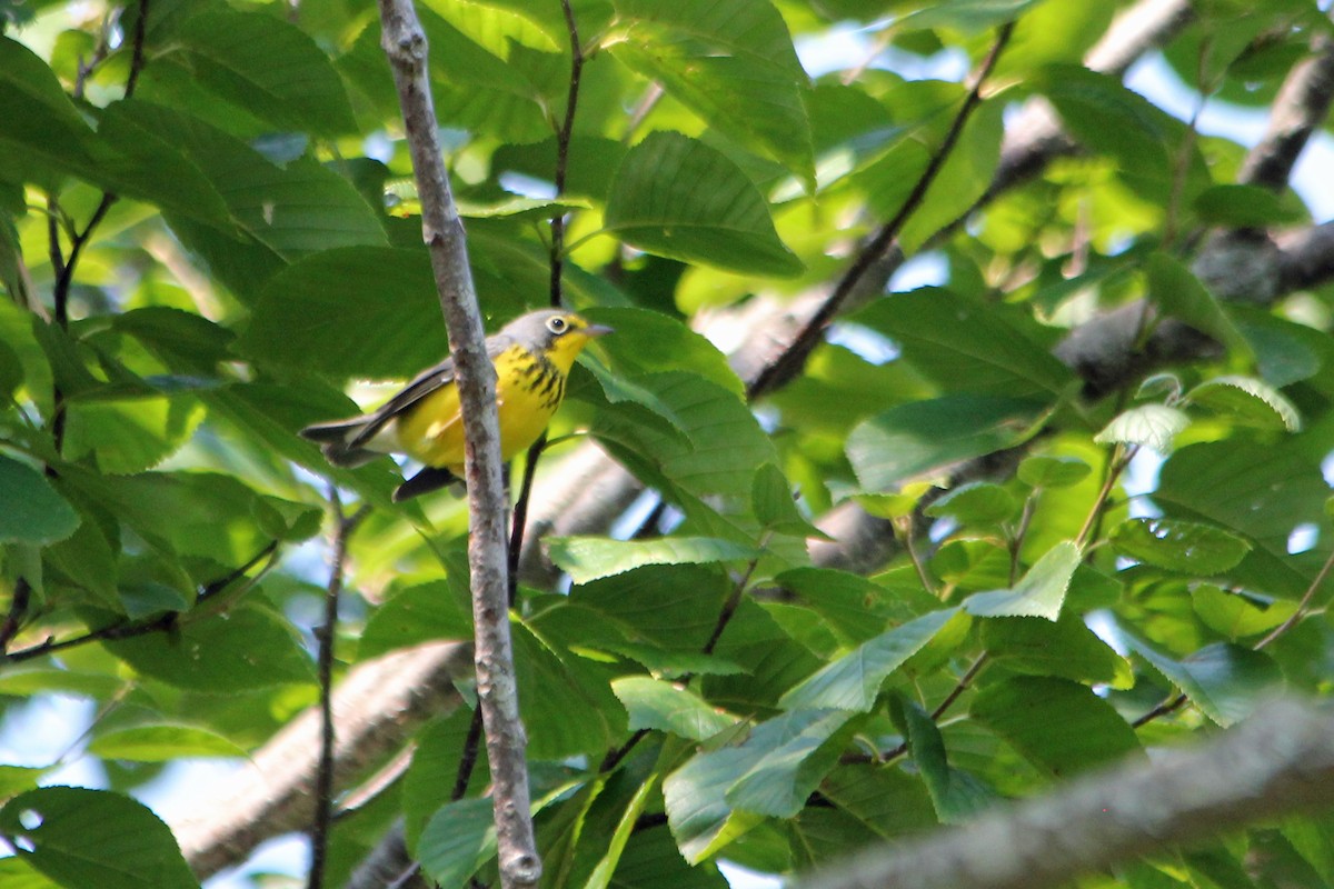 Canada Warbler - ML131541761