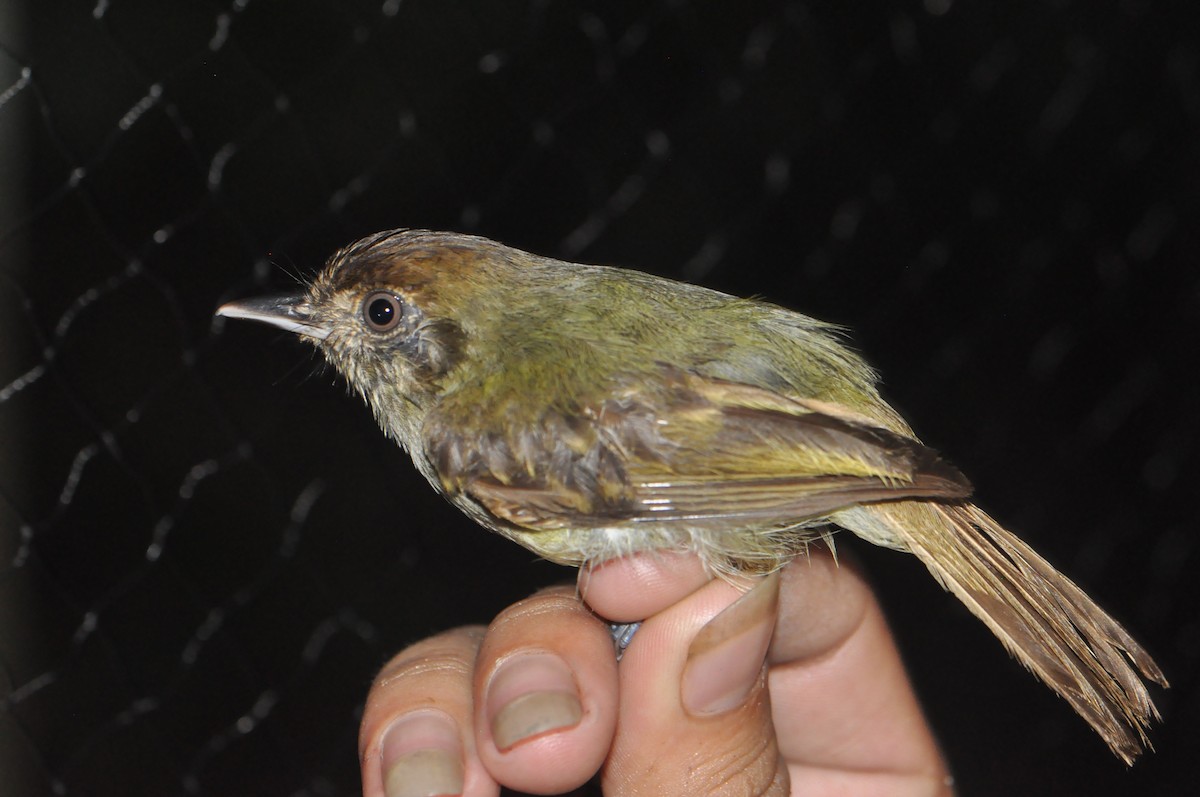 Sepia-capped Flycatcher - ML131542071