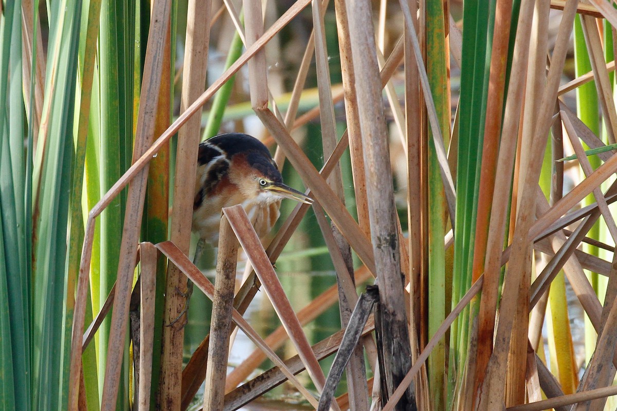 Least Bittern - ML131542451