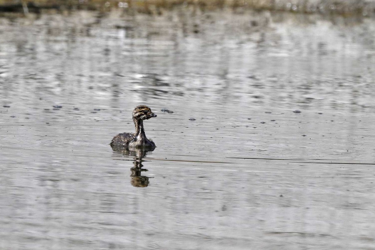 White-tufted Grebe - ML131542631