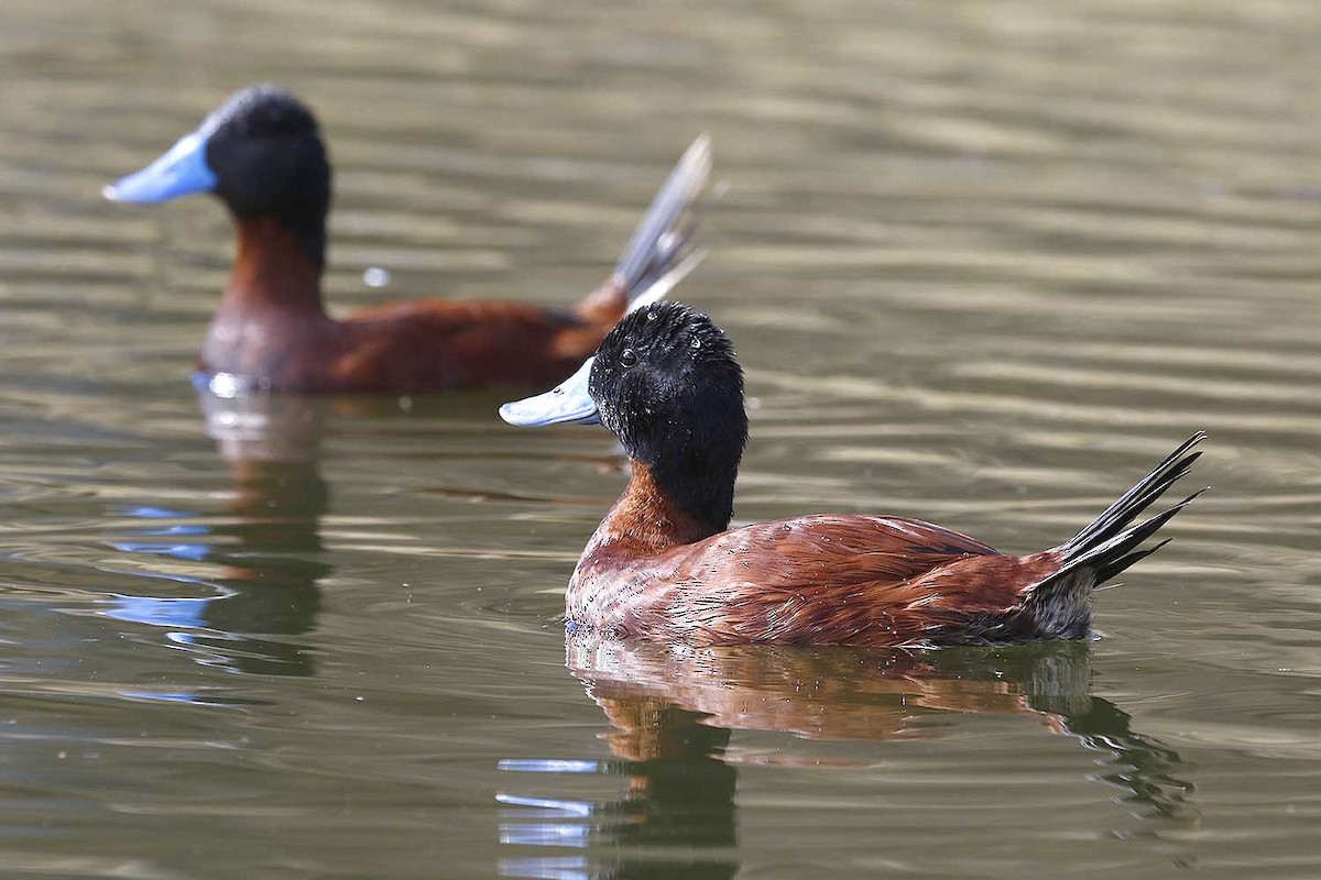 Andean Duck - ML131543611