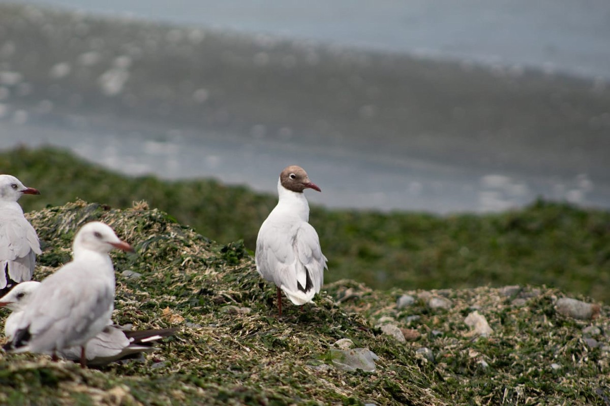 Brown-hooded Gull - ML131543711