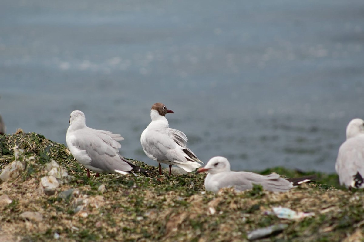 Brown-hooded Gull - ML131543721