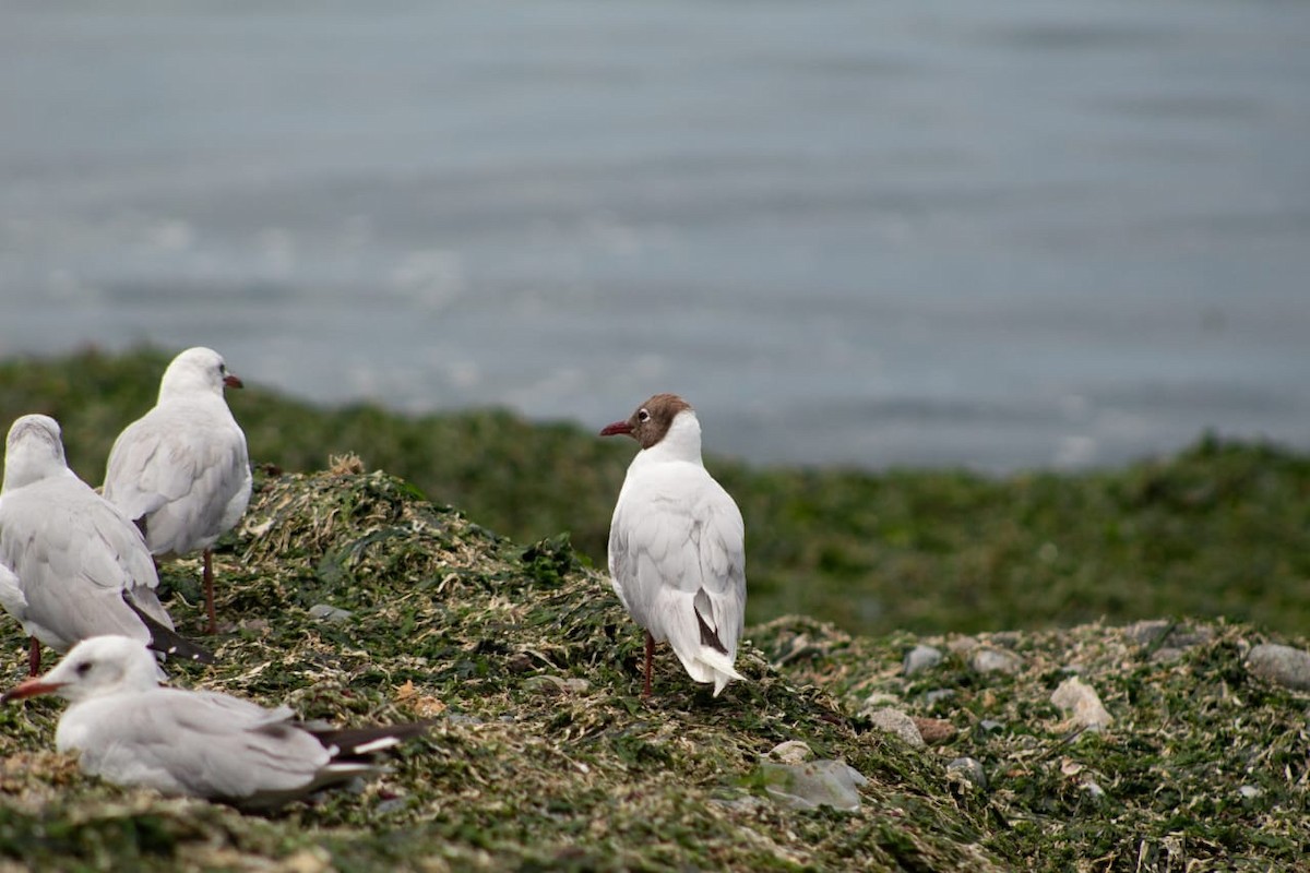 Brown-hooded Gull - ML131543731